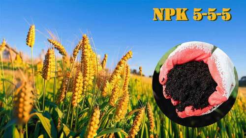 কোম্পানির সাম্প্রতিক খবর এনপিকে ৫-৫-৫ জৈব সারের চূড়ান্ত নির্দেশিকা